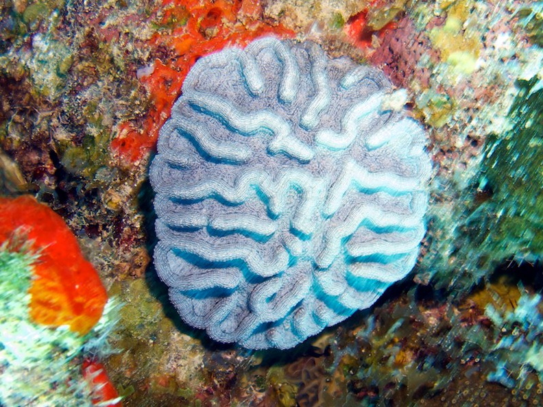 IMG_3343 Ridged Cactus Coral.jpg